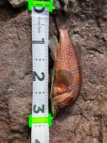 オオモンハタの釣果