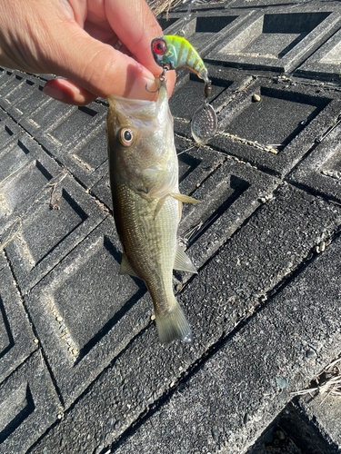 ブラックバスの釣果