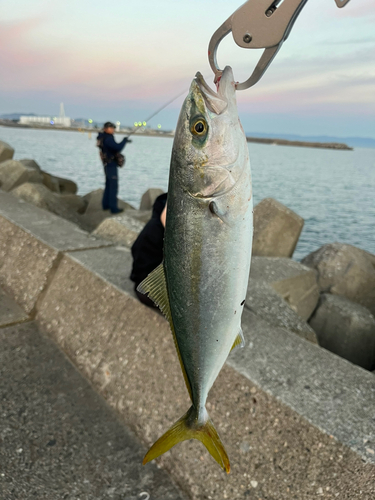 ツバイソの釣果