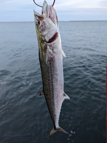 サゴシの釣果