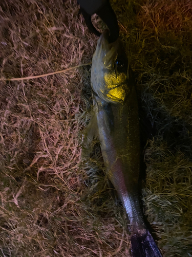 シーバスの釣果