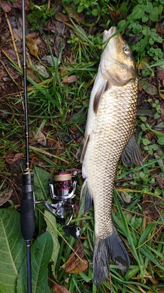 ニゴイの釣果