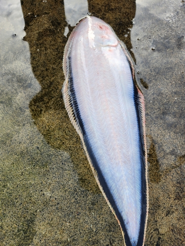 シタビラメの釣果