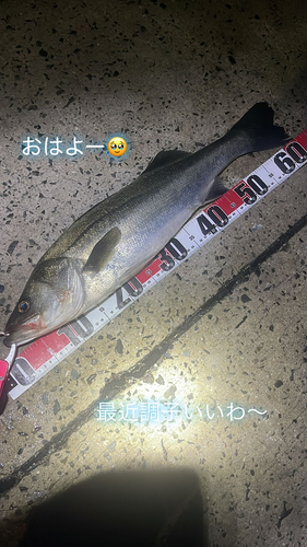 シーバスの釣果