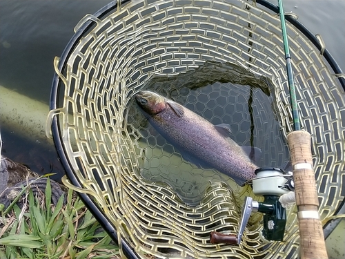 ニジマスの釣果