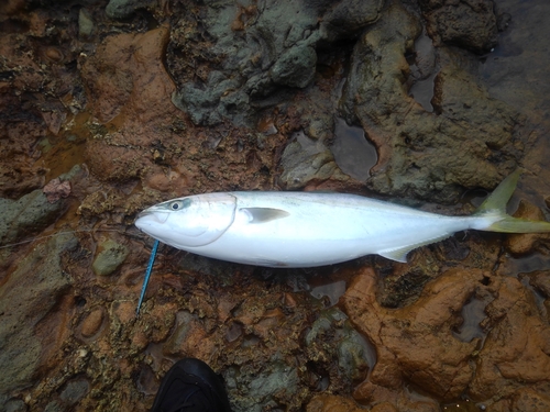 メジロの釣果