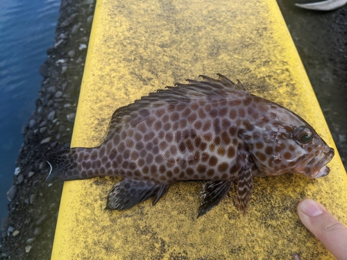 オオモンハタの釣果