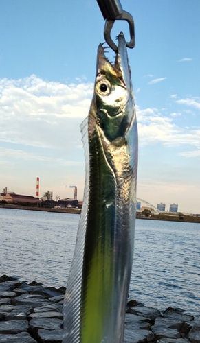 タチウオの釣果