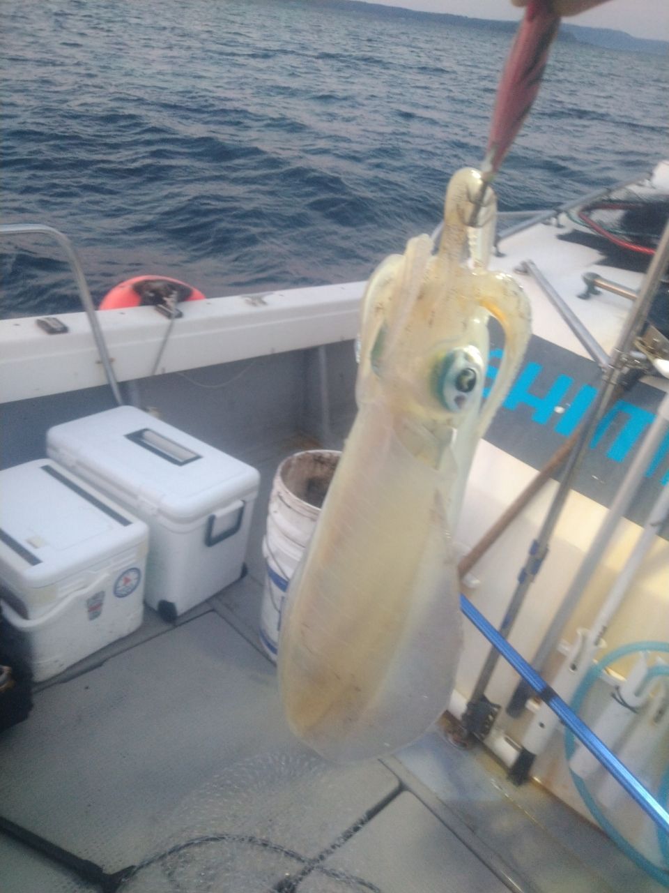 トムスカさんの釣果 1枚目の画像