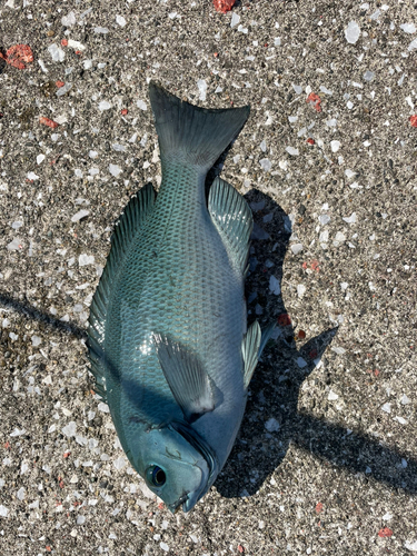 シマアジの釣果