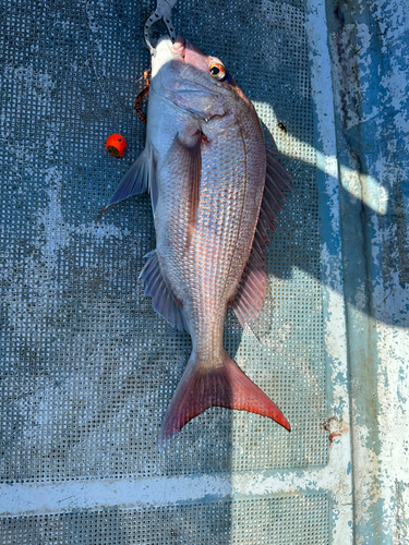 マダイの釣果