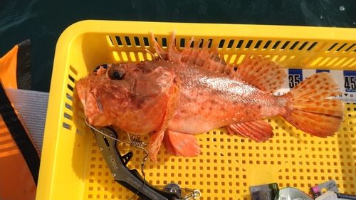 オニカサゴの釣果