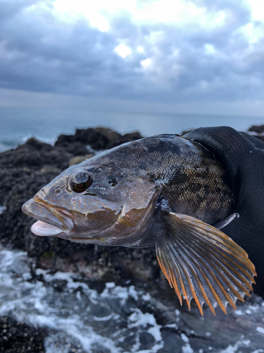 アイナメの釣果