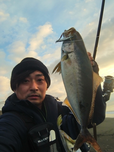 ショゴの釣果