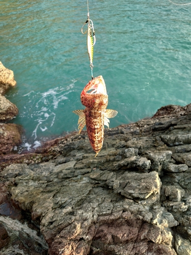 エソの釣果