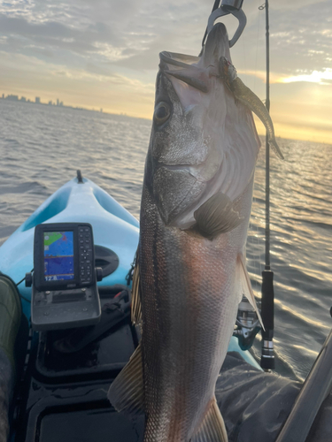 シーバスの釣果