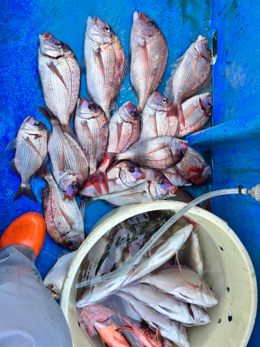 タイの釣果