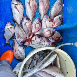 トモシビ@足利でラーメン屋やってる釣り人の釣果