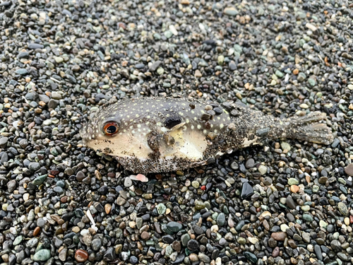 クサフグの釣果