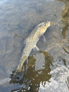 ニゴイの釣果