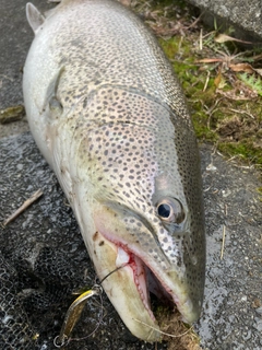 イトウの釣果