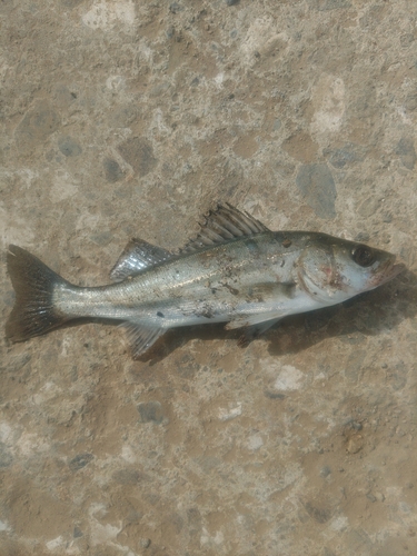 セイゴ（マルスズキ）の釣果