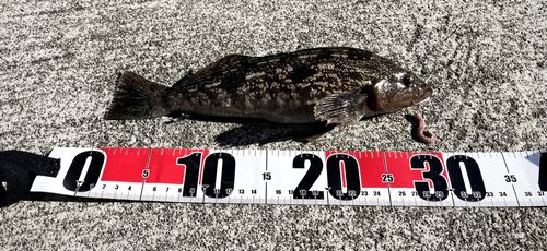 アイナメの釣果