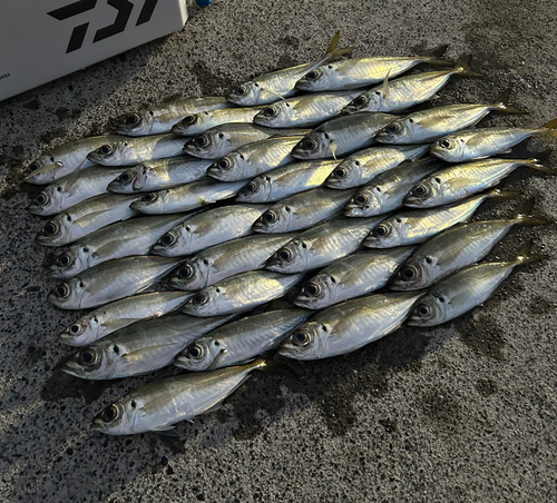 マアジの釣果