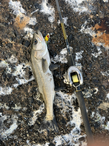 スズキの釣果