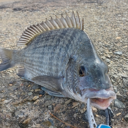 チヌの釣果