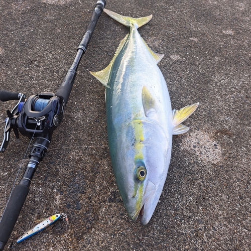 イナダの釣果