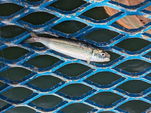 カタボシイワシの釣果