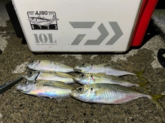 アジの釣果