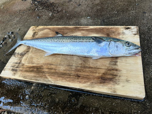 サゴシの釣果