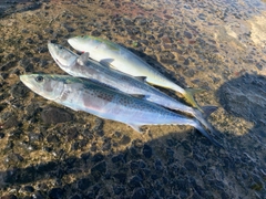 サゴシの釣果