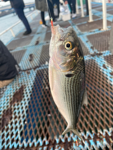 コノシロの釣果