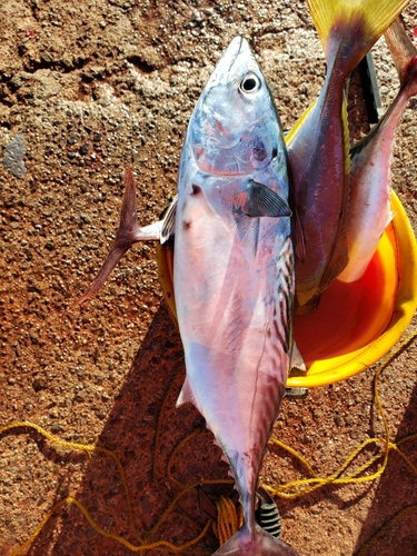 スマガツオの釣果