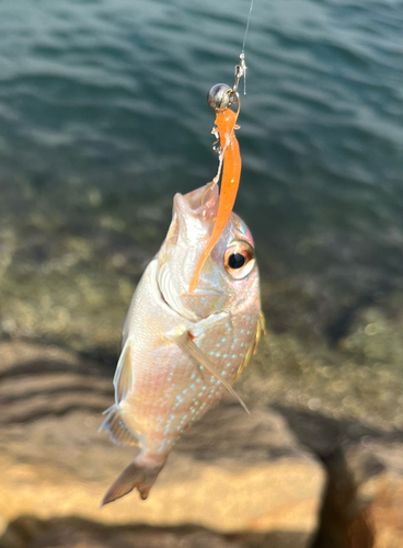 チャリコの釣果