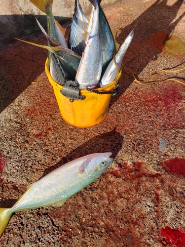 ツバスの釣果