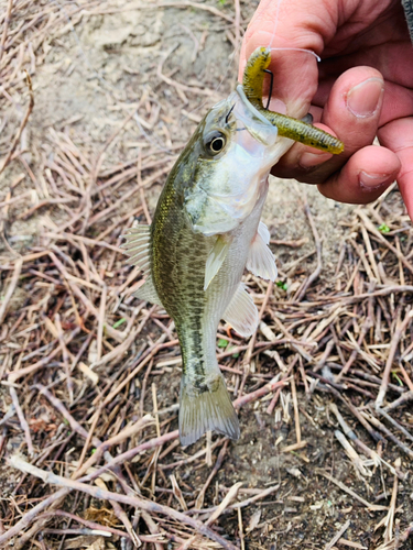 ラージマウスバスの釣果