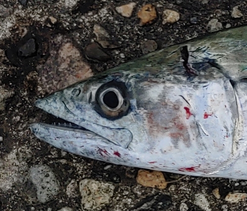 サゴシの釣果