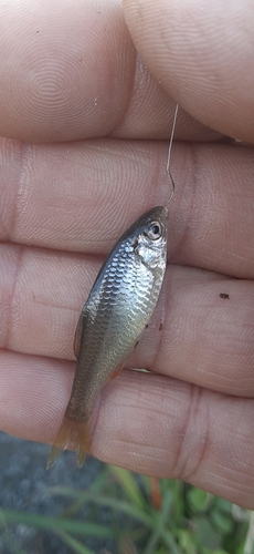 タナゴの釣果