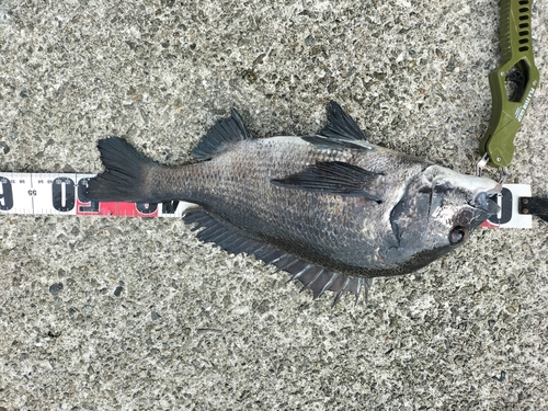 チヌの釣果