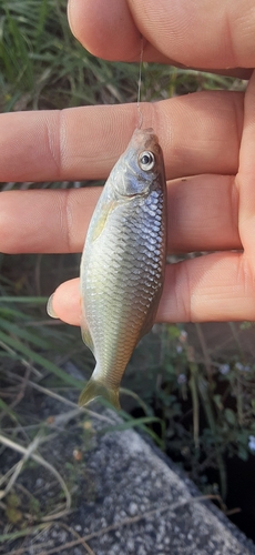 ヤリタナゴの釣果