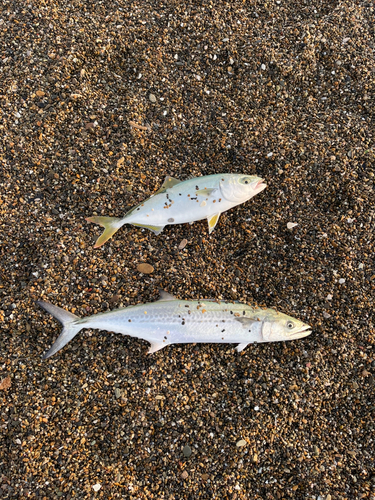 サゴシの釣果