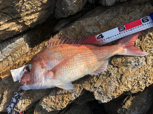 マダイの釣果