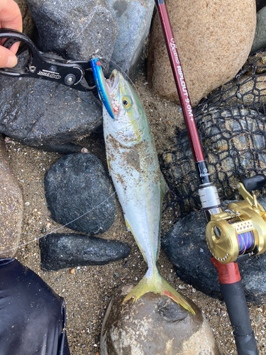 イナダの釣果