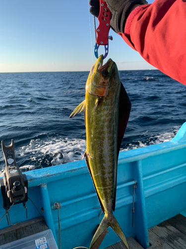 シイラの釣果