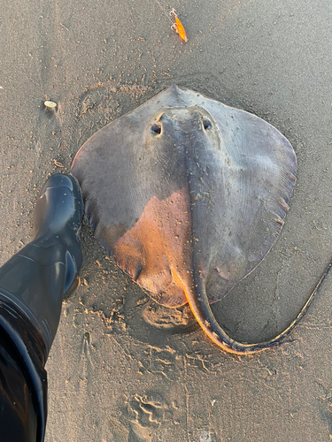 アカエイの釣果