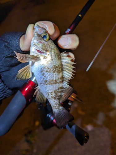 クロソイの釣果